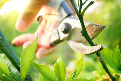 Top Tree Care Inc.