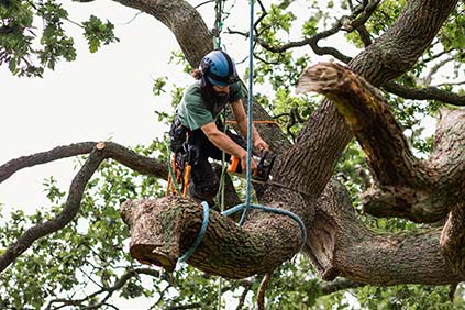 Top Tree Care Inc.