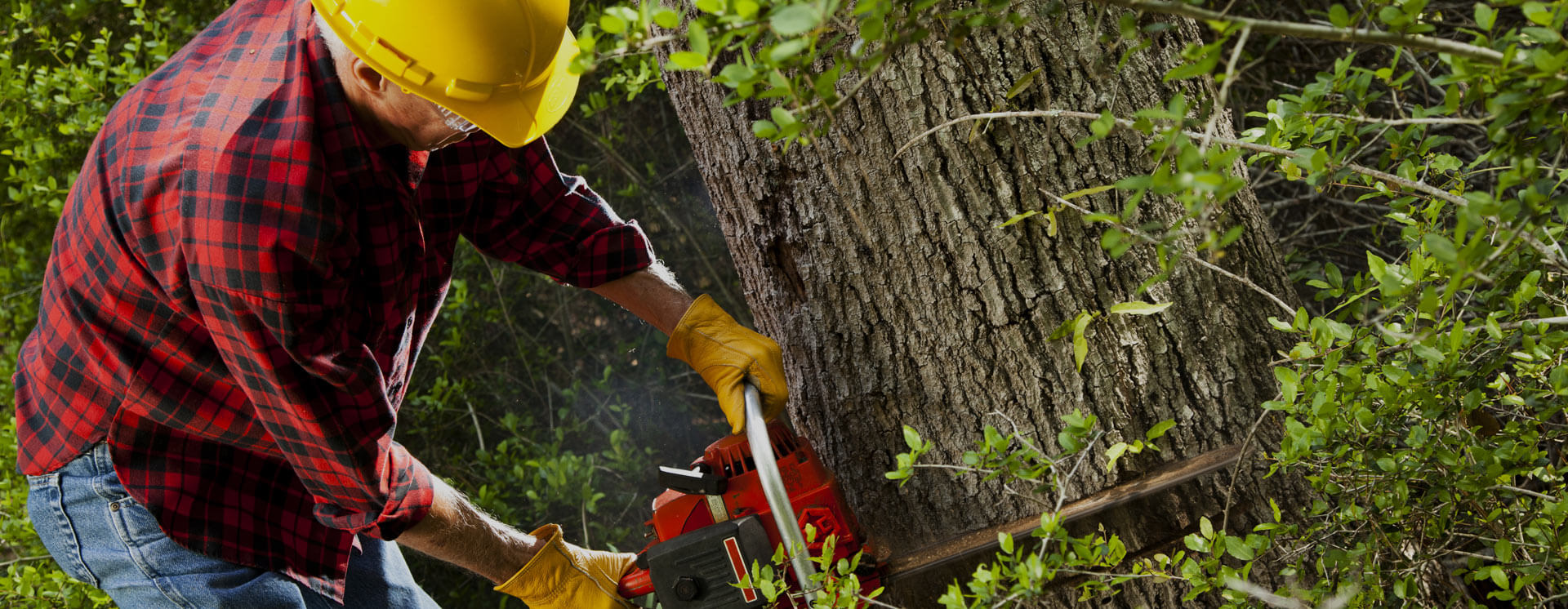 Top Tree Care Inc