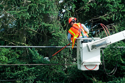 Top Tree Care Inc.